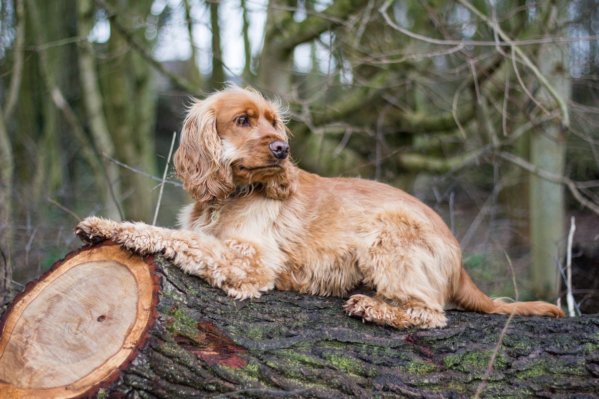 It’s the weekend pups and that means adventures! 🐾🐾🐾
~~~~~~~~~~
What fun plans do you have for today???
#Cotswolds #cotswold #CockerSpaniel