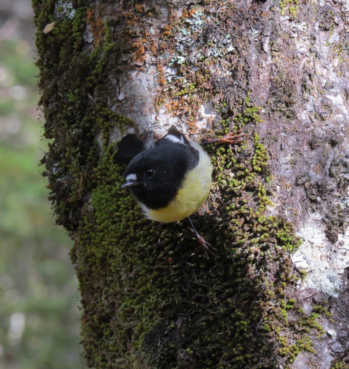 ChrisRuisB's tweet photo. Beautiful male south island tomtit in the Hawdon Valley near #ArthurPass, very active but eventually got a couple of pictures! #NZBirds https://t.co/oV3lDXvyJa