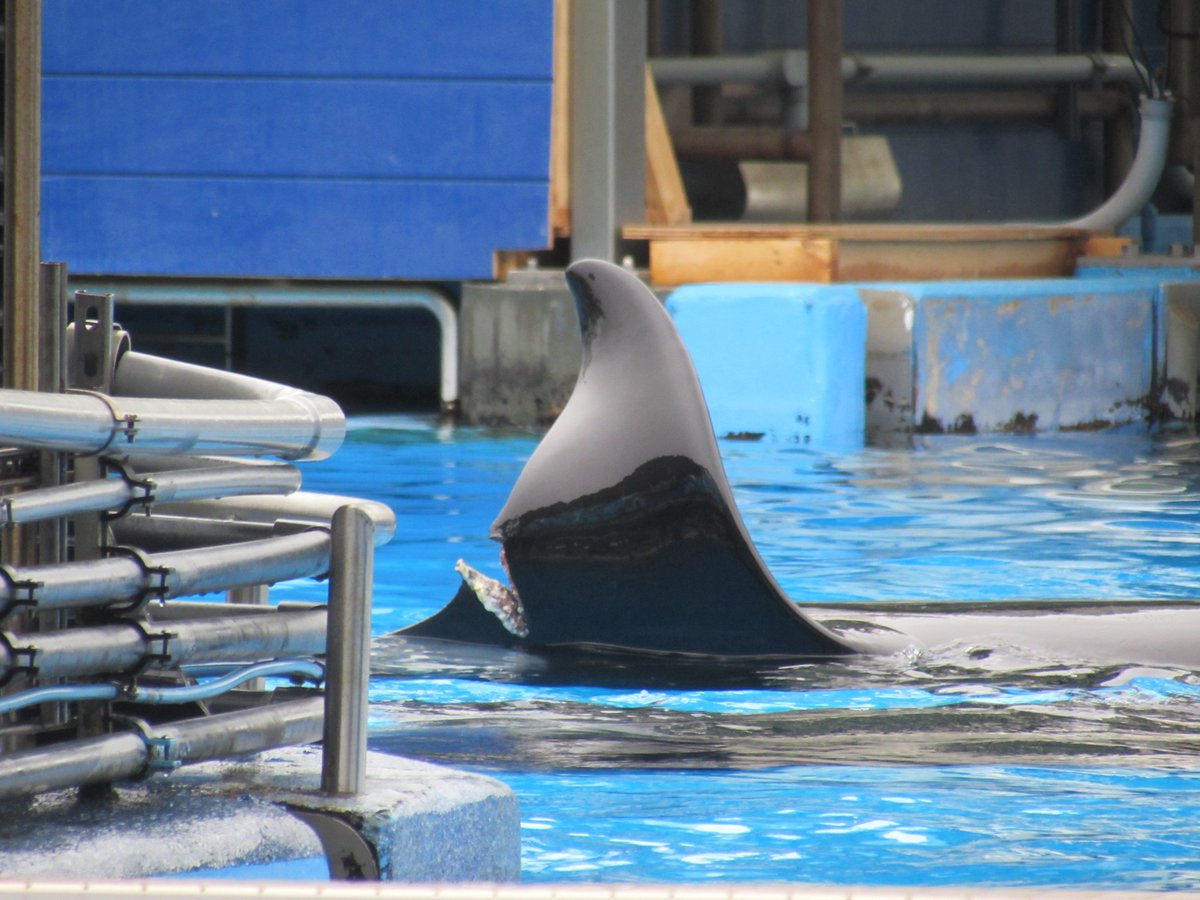 oceanadvocatefl's tweet photo. #Blackfish Katina has a gaping vertical gash on the back of her dorsal fin.  #AskSeaWorld what happened. https://t.co/YfNu2aciRr