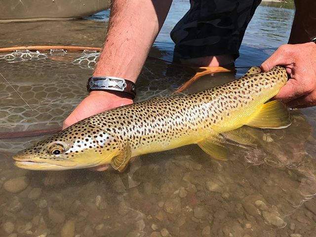 OutFlyFishing's tweet photo. With tomorrow being April 1st it has us thinking about brown trout and ES2 reopening! New regs are available online, even though many places don’t have paper copies yet. #HappyEaster everyone.
#flyfishAB #dayOFF #familiestoFanatics #OFFflyshop #Calgarys… https://t.co/d4w526WsCJ https://t.co/GZBkqAfjJ3