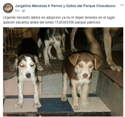 URGENTE - TIENEN QUE UBICARLOS ANTES DEL LUNES.
DIFUNDAMOS.
facebook.com/perrosygatospc…