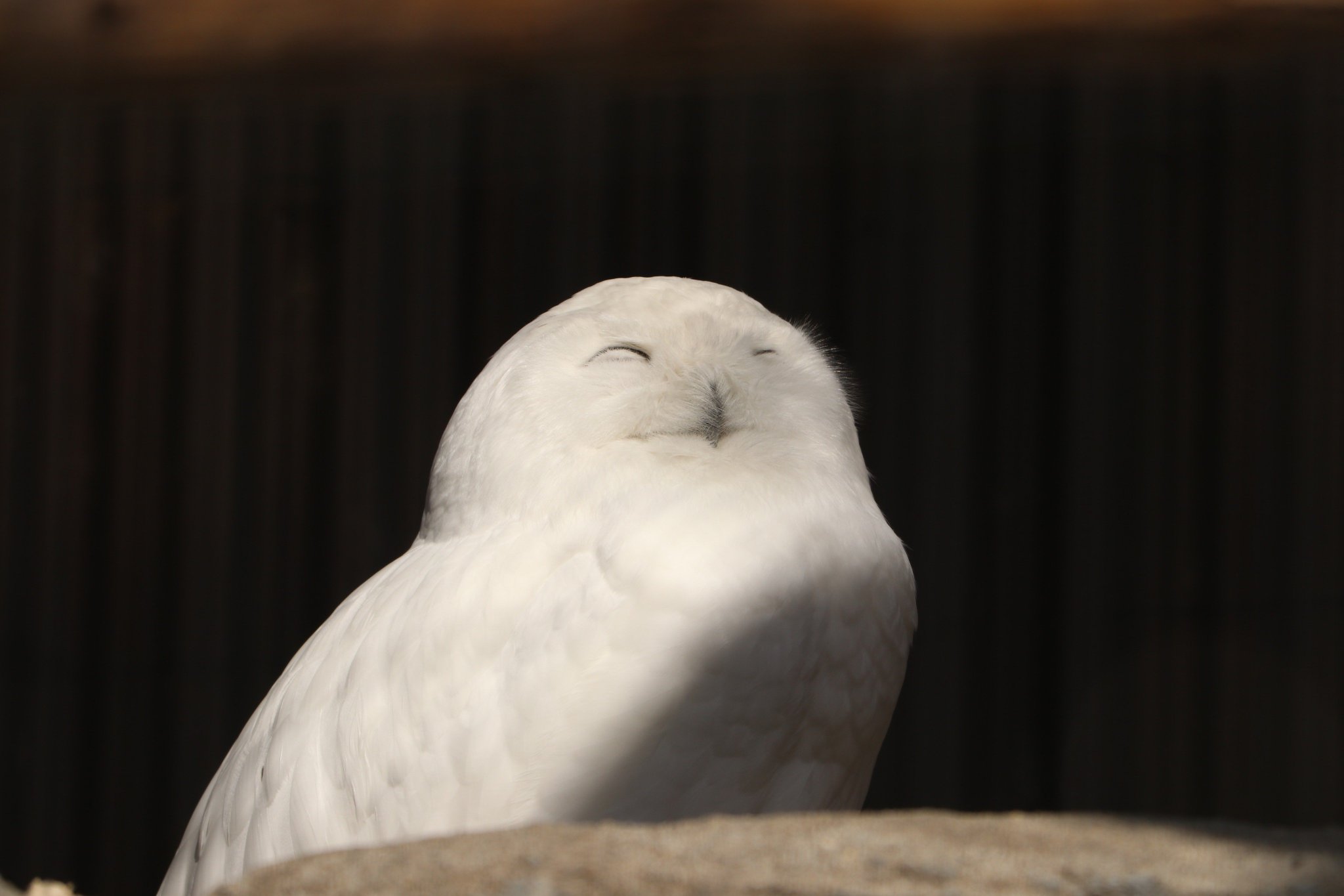芯shin 目を細めるフクロウの表情がいちいち味わい深い 上野動物園 フクロウ 写真好きな人と繫がりたい ファインダー越しの私の世界 T Co Zqayiea46f Twitter