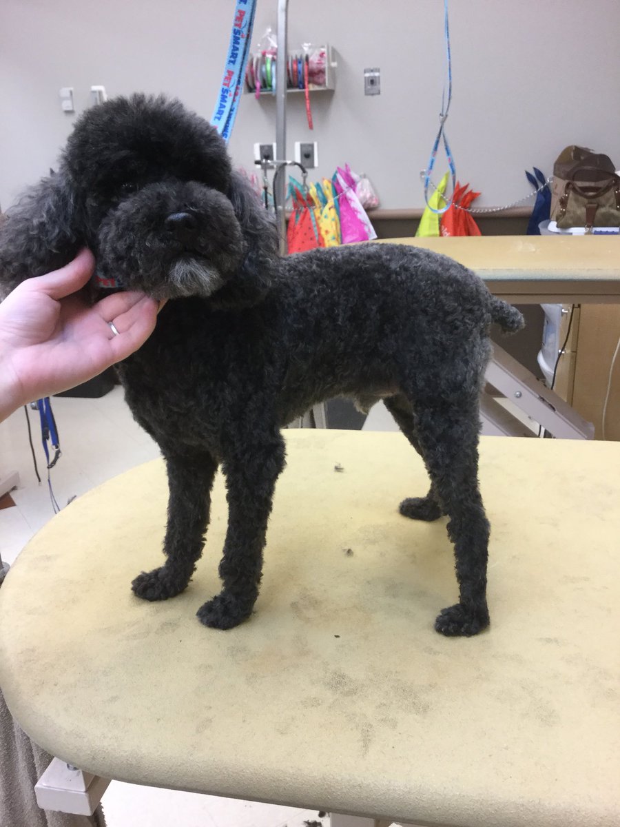 Puma got his poodle cut today complete with a donut mustache! Done at store 1580 by Kelsey. #northeastgrooming #breedcut