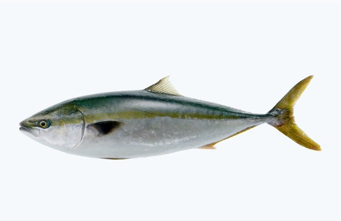 加工鰤のtwitterイラスト検索結果