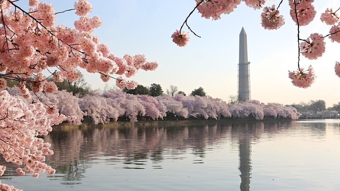 StormHour's tweet image. Cherry blossoms peaking soon in Washington - CNN Travel: buff.ly/2pYXJs6 #CherryBlossomDC #StormHour