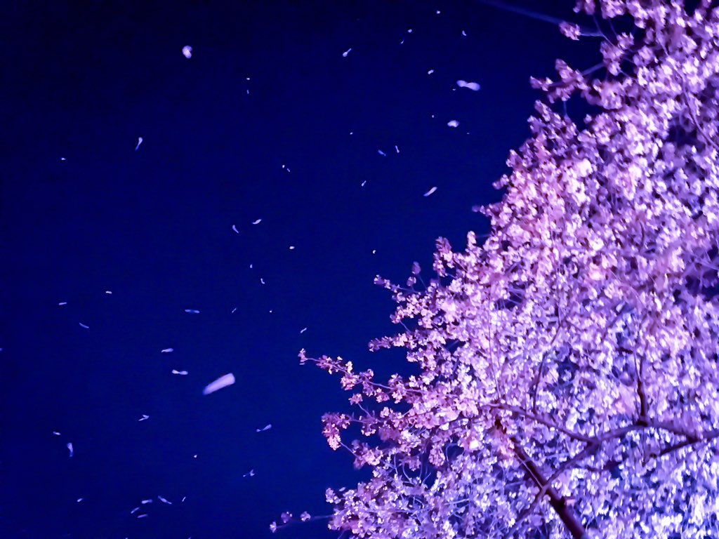 Uchino 桜1枚 Part26 桜吹雪がまるで星降る夜のごとく 桜 夜桜 桜吹雪 目黒川 Photography キリトリセカイ ファインダー越しの私の世界 写真好きな人と繋がりたい T Co Lvhshdmsun Twitter