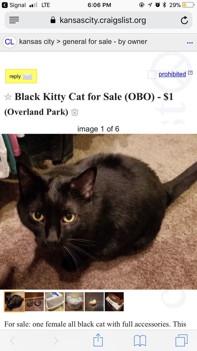 millsvick's tweet photo. so (against my will) my dad is selling my cat. and even though i’m heartbroken, i can’t deny that the craigslist post that my dad made for her is funny asf https://t.co/np3ItIsPuH