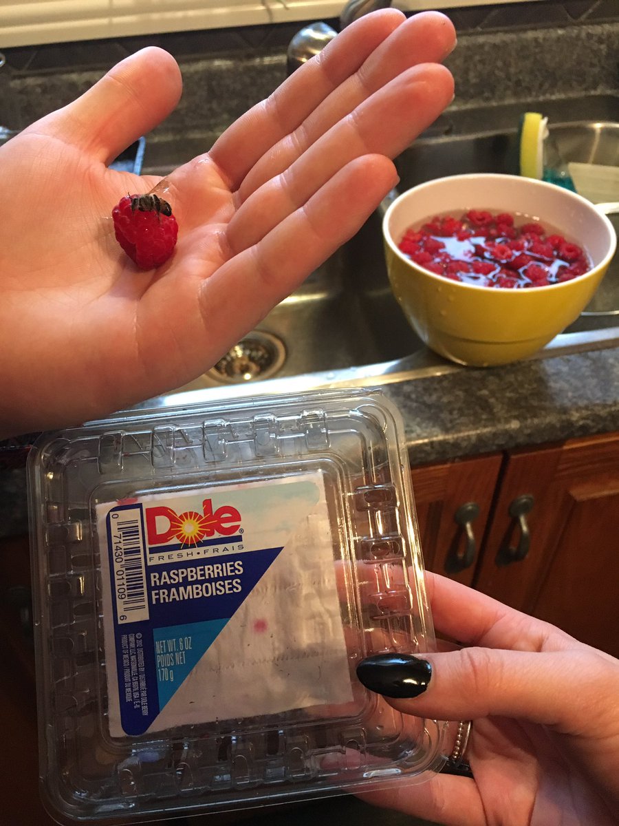 _jennabond's tweet photo. @DoleTweets @Dolefreshph poor little wasp! Wasn't exactly what we were expecting to find in our raspberries https://t.co/OOWMRjW2tc