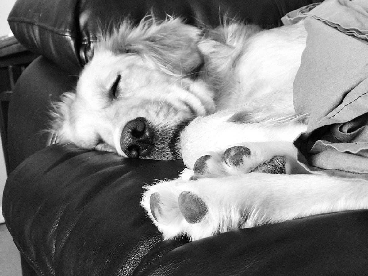 CharlieEvieDA's tweet photo. Innocence ❤️ #dogslife https://t.co/3LkvvsQQok