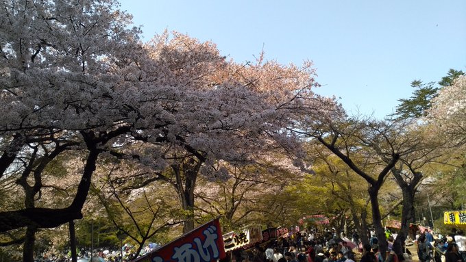 清水公園桜祭りの花見19の見頃時期と開花状況 ライトアップや屋台出店 混雑 日本全国のお祭り 花火大会 花見スポットを解説するブログ