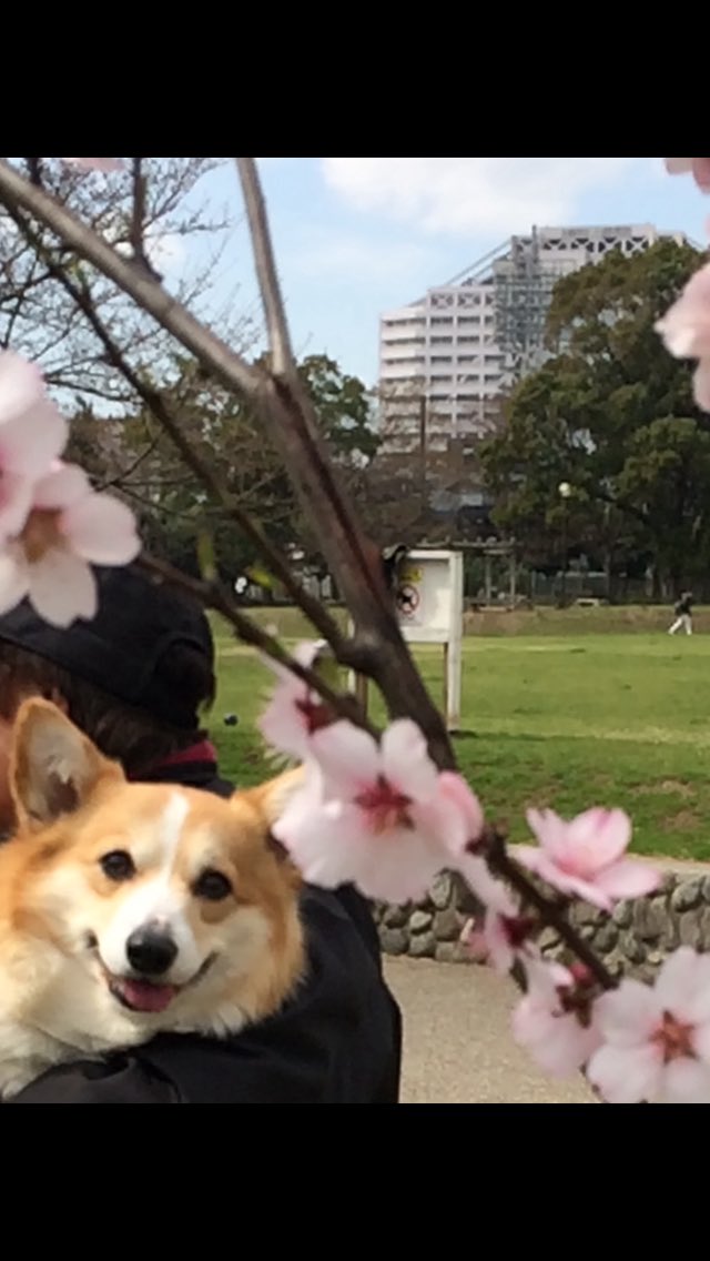 こと ゴーギーになってる コーギーだよ