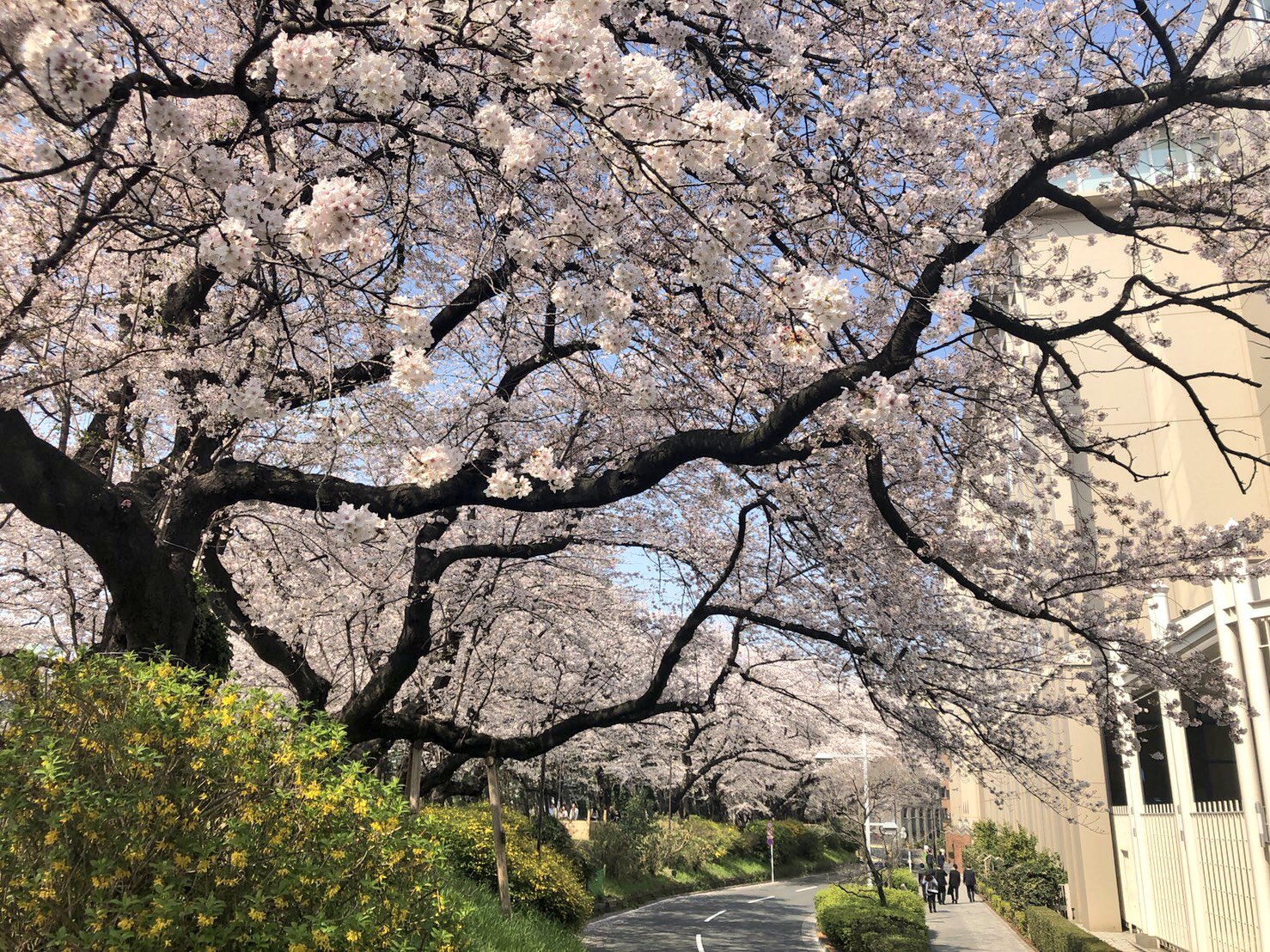 フェイラー キャンペーン開催中 Feiler Bearのリーベです みんなお花見には行ったかな ぼくは先週 千鳥ヶ淵と会社のある四ツ谷の桜を満喫したよ 桜の美しさは 日本にきて 毎年感動する瞬間のひとつです 桜 お花見 千鳥ヶ淵 四ツ谷 フェイラー