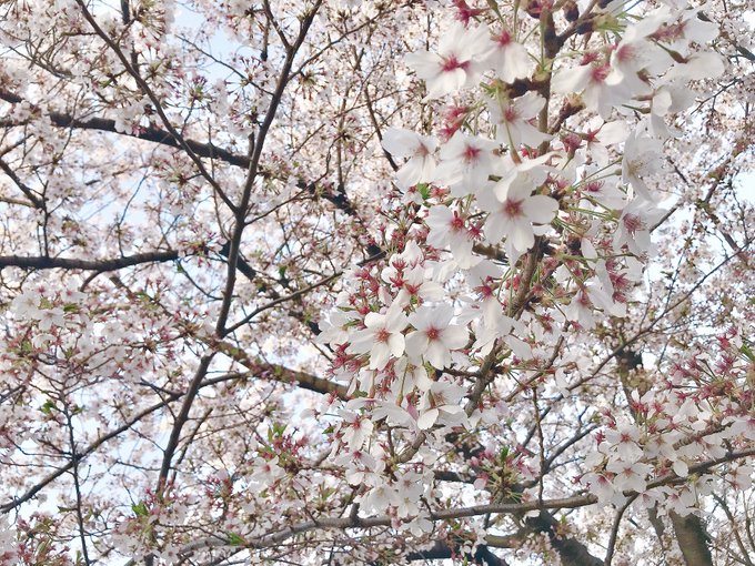 「桜」のTwitter画像/イラスト(古い順｜RT&Fav:50)｜3ページ目