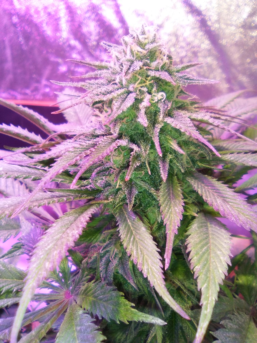 SpanishBreeder's tweet photo. 💣💣#BlackDominaExplosion 🚨🚨
👌👍#SomangoMayor 👍👍#CriticalBang 🔥🔥🔥
😃🚀🚀Banco Sputnik seeds🚀🚀
🛎️🛎️Fertilizantes Green-Paipai Fertilizante  😎😍
🏋️‍♂️🏋️‍♂️Domotizado con Mycroclime🏋️‍♂️🏋️‍♂️ https://t.co/T30dH0Yaym
