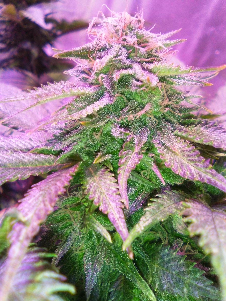 SpanishBreeder's tweet photo. 💣💣#BlackDominaExplosion 🚨🚨
👌👍#SomangoMayor 👍👍#CriticalBang 🔥🔥🔥
😃🚀🚀Banco Sputnik seeds🚀🚀
🛎️🛎️Fertilizantes Green-Paipai Fertilizante  😎😍
🏋️‍♂️🏋️‍♂️Domotizado con Mycroclime🏋️‍♂️🏋️‍♂️ https://t.co/T30dH0Yaym