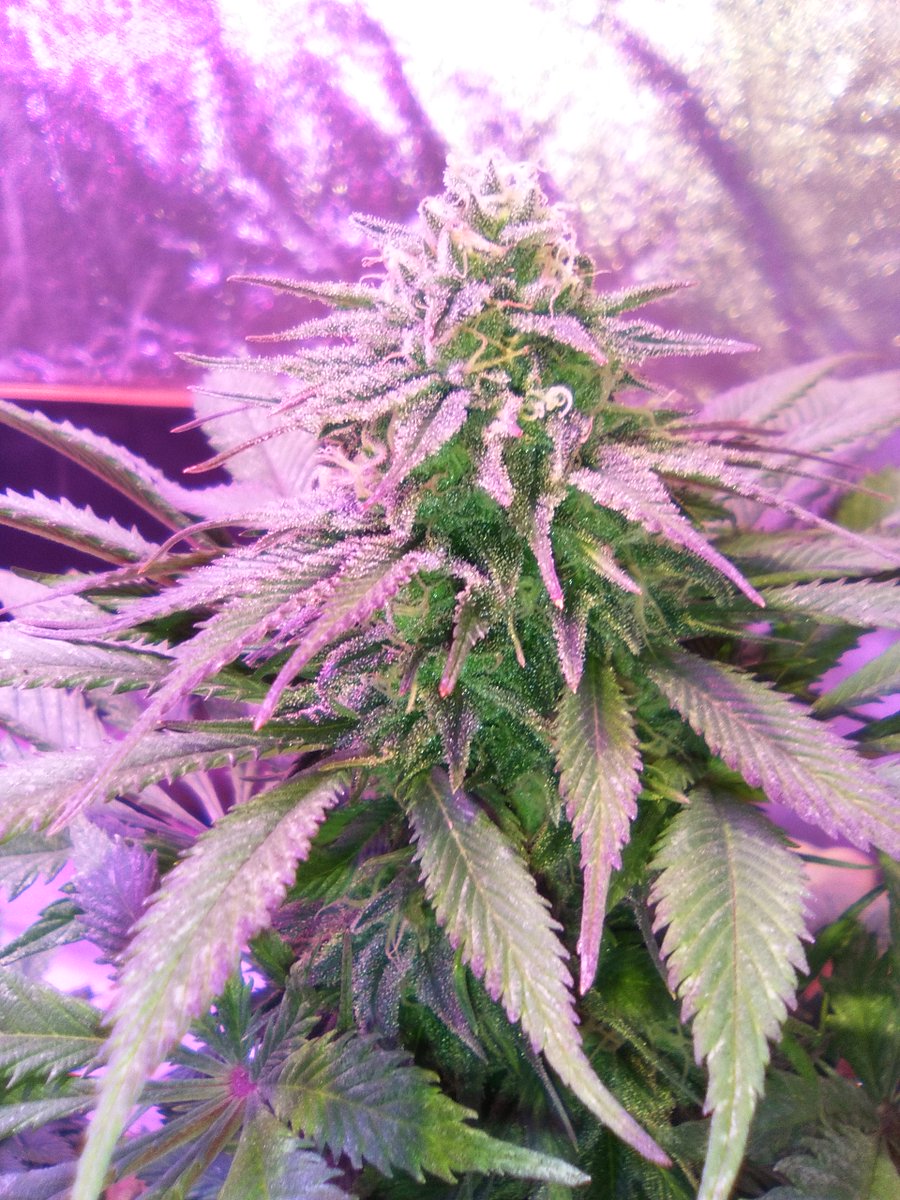 SpanishBreeder's tweet photo. 💣💣#BlackDominaExplosion 🚨🚨
👌👍#SomangoMayor 👍👍#CriticalBang 🔥🔥🔥
😃🚀🚀Banco Sputnik seeds🚀🚀
🛎️🛎️Fertilizantes Green-Paipai Fertilizante  😎😍
🏋️‍♂️🏋️‍♂️Domotizado con Mycroclime🏋️‍♂️🏋️‍♂️ https://t.co/T30dH0Yaym