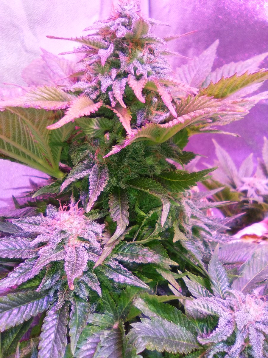 SpanishBreeder's tweet photo. 💣💣#BlackDominaExplosion 🚨🚨
👌👍#SomangoMayor 👍👍#CriticalBang 🔥🔥🔥
😃🚀🚀Banco Sputnik seeds🚀🚀
🛎️🛎️Fertilizantes Green-Paipai Fertilizante  😎😍
🏋️‍♂️🏋️‍♂️Domotizado con Mycroclime🏋️‍♂️🏋️‍♂️ https://t.co/CoxUDAkZiw