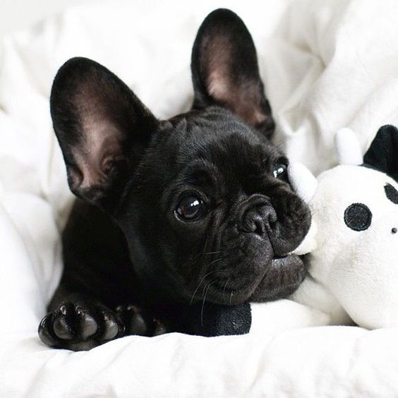 forbabs4pets's tweet photo. those ears ๐#ForBabs #ForBabs4Pets #frenchie #pets #puppy https://t.co/xBWcBuzY2z