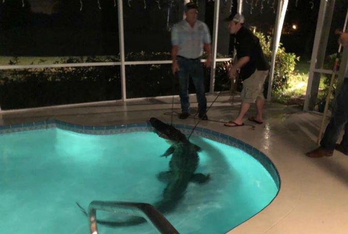 11-foot gator takes a dip in Florida swimming pool bit.ly/2J78AJ2
