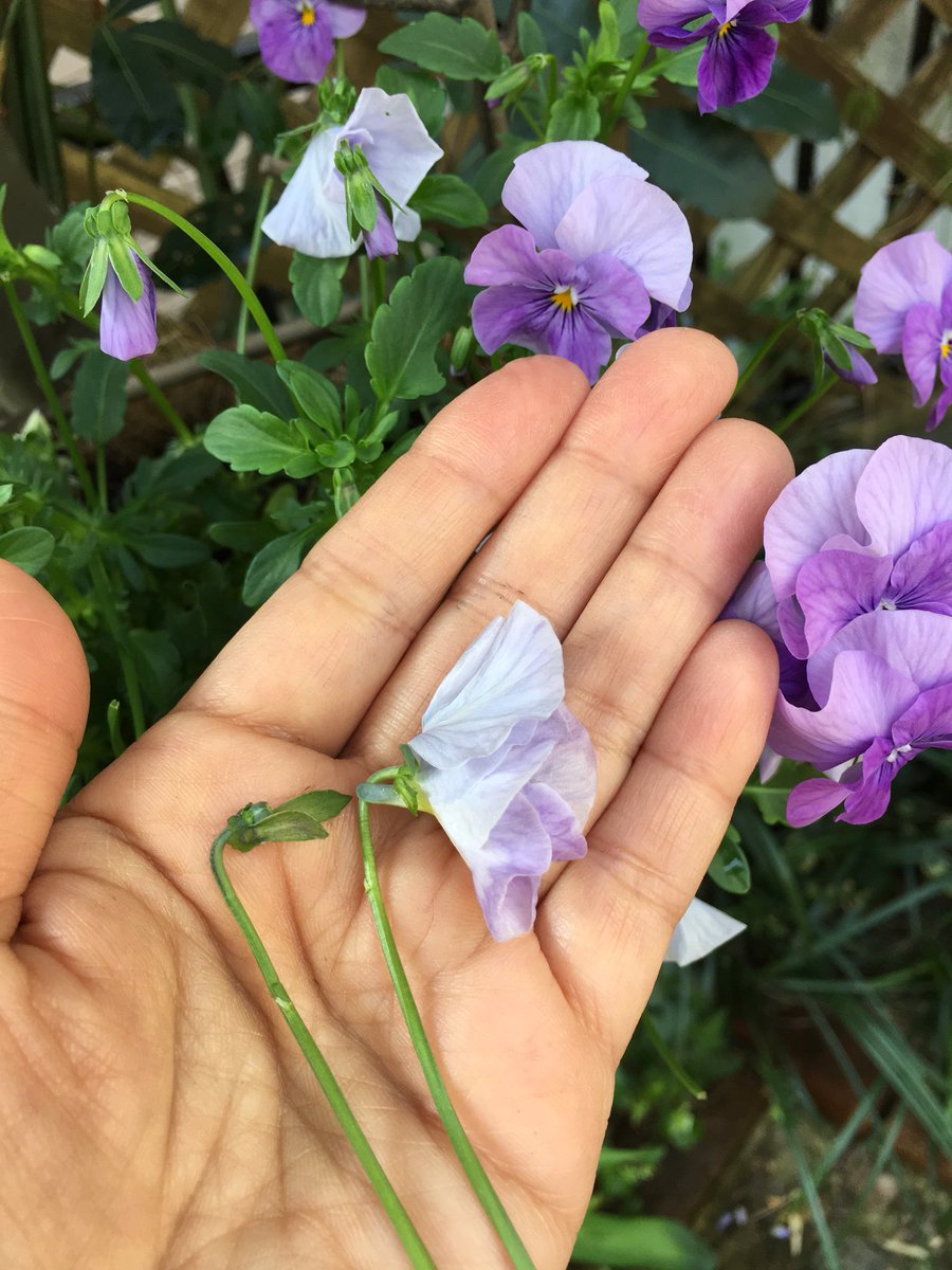 Inori A Twitter ビオラの花がらをお姫さまにしてみました 見えるかな 少し種が育った花がらを顔に 萎んだばかりの花がらを体にしました それぞれガクを3枚ずつ外し 茎を重ねて持つだけです 暖かくなると花がら摘みが忙しいですが花がら摘みが楽しくなり Inori A Twitter ビオラの花がらをお姫さまにしてみました 見えるかな 少し種が育った花がらを顔に 萎んだばかりの花がらを体にしました それぞれガクを3枚ずつ外し 茎を重ねて持つだけです 暖かくなると花がら摘みが忙しいですが花がら摘みが楽しくなり