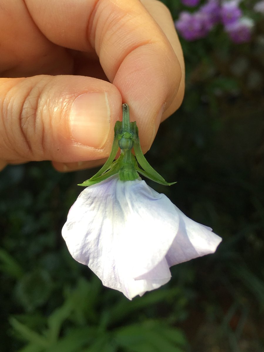 Inori A Twitter ビオラの花がらをお姫さまにしてみました 見えるかな 少し種が育った花がらを顔に 萎んだばかりの花がらを体にしました それぞれガクを3枚ずつ外し 茎を重ねて持つだけです 暖かくなると花がら摘みが忙しいですが花がら摘みが楽しくなり Inori A Twitter ビオラの花がらをお姫さまにしてみました 見えるかな 少し種が育った花がらを顔に 萎んだばかりの花がらを体にしました それぞれガクを3枚ずつ外し 茎を重ねて持つだけです 暖かくなると花がら摘みが忙しいですが花がら摘みが楽しくなり