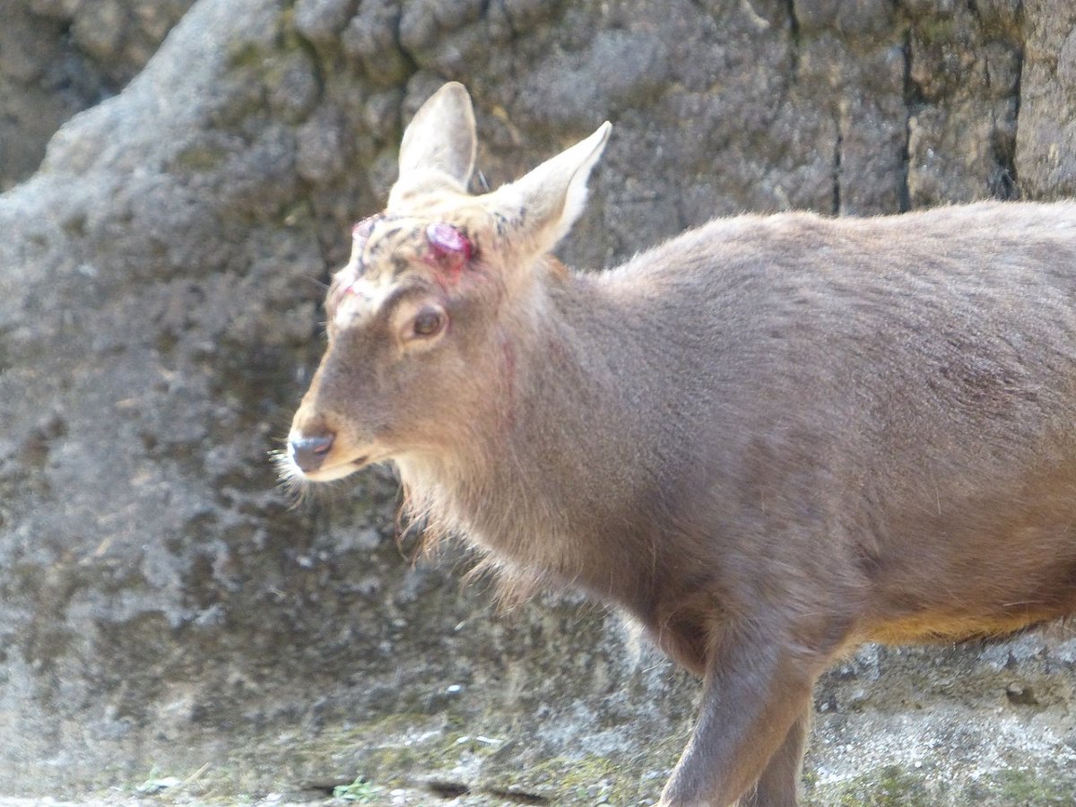 上野動物園 公式 今朝 エゾシカ キュー の角が2本あいついで落ちました 落ちたその日はわずかに出血が見られることもありますが 自然の摂理なので大丈夫