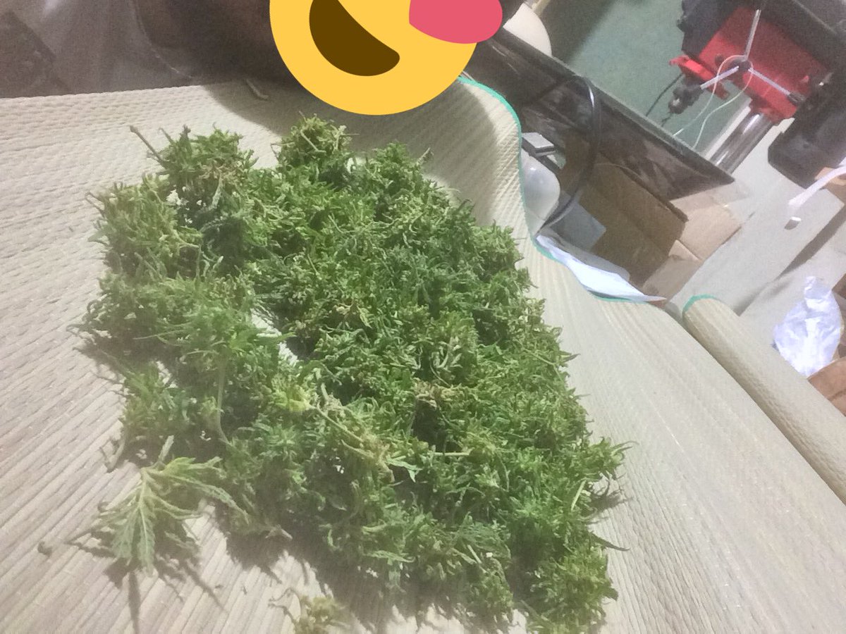 comentandoAlgo's tweet photo. Colheita feliz de hoje! #legalize #legalizeja https://t.co/tJjGaFBItU