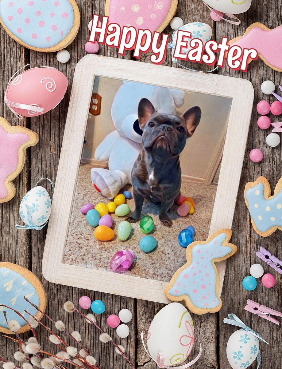 easter frenchie