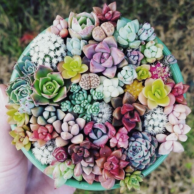 DandelionHoshi's tweet photo. ✫・゜
—
Succulents symbolise enduring and timeless love (pretty much describes Seventeen if you’d ask me!) https://t.co/gFcA7mTqsA