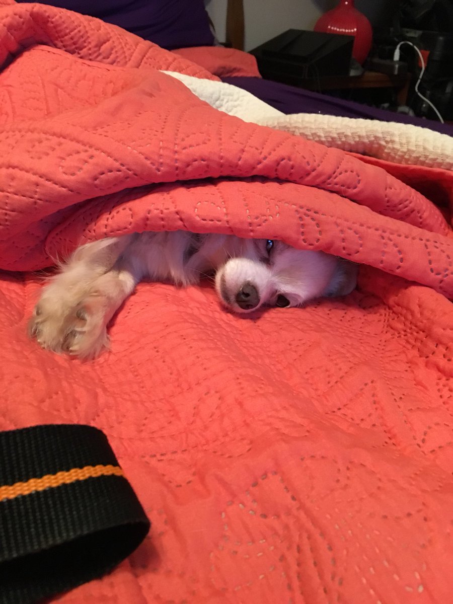 DaCrittaz's tweet photo. #Violet is one tired #Chihuahua.
#ChihuahuasOfTwitter #ChihuahuasOfInstagram #ChiWorld #Spring https://t.co/B4toPVoPhM