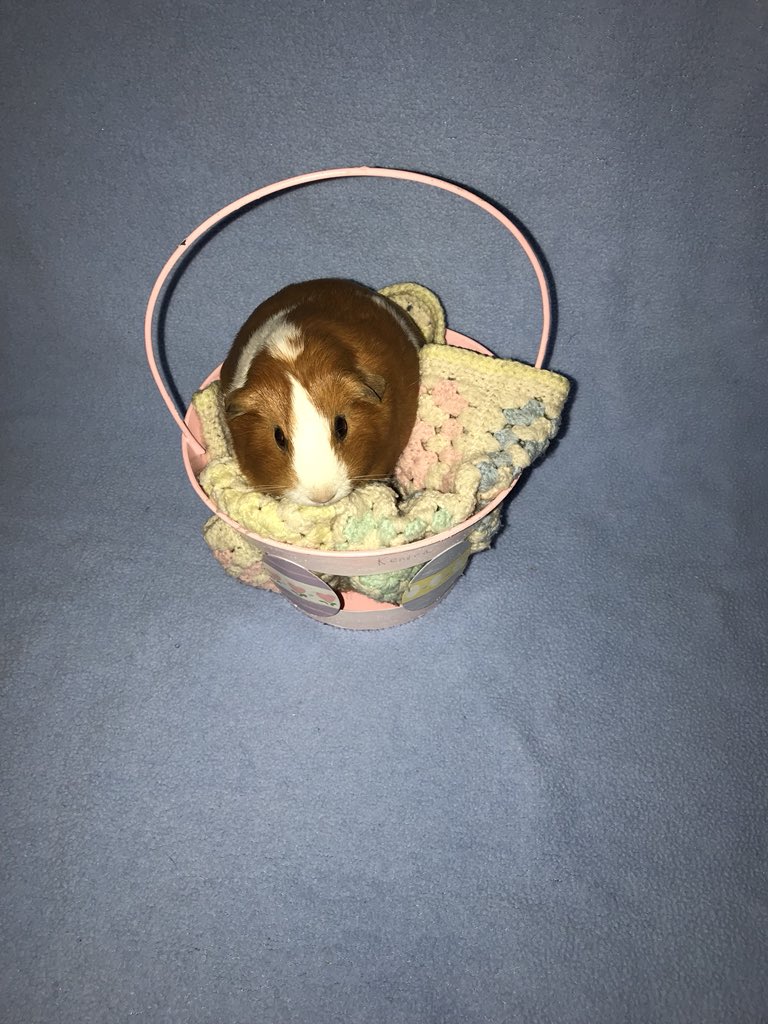 SColaar's tweet photo. Looks like Nala is ready for Easter 🥚🐇. Thank you for these Ken!💜 https://t.co/lMsZIEIPEx