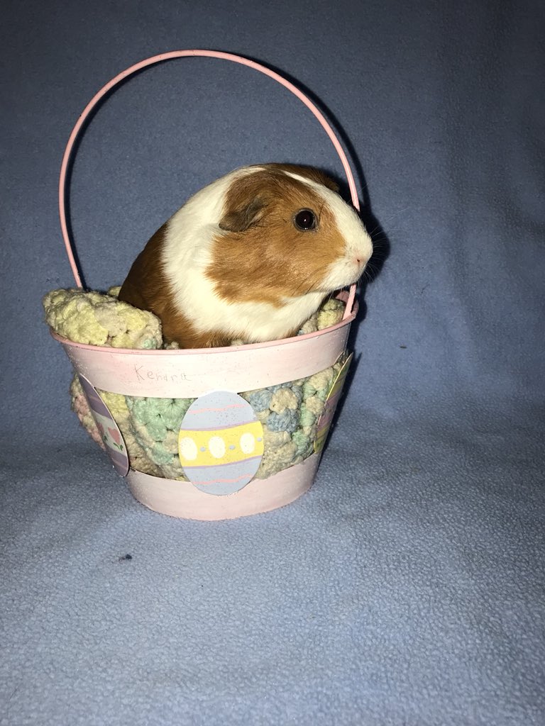 SColaar's tweet photo. Looks like Nala is ready for Easter 🥚🐇. Thank you for these Ken!💜 https://t.co/lMsZIEIPEx