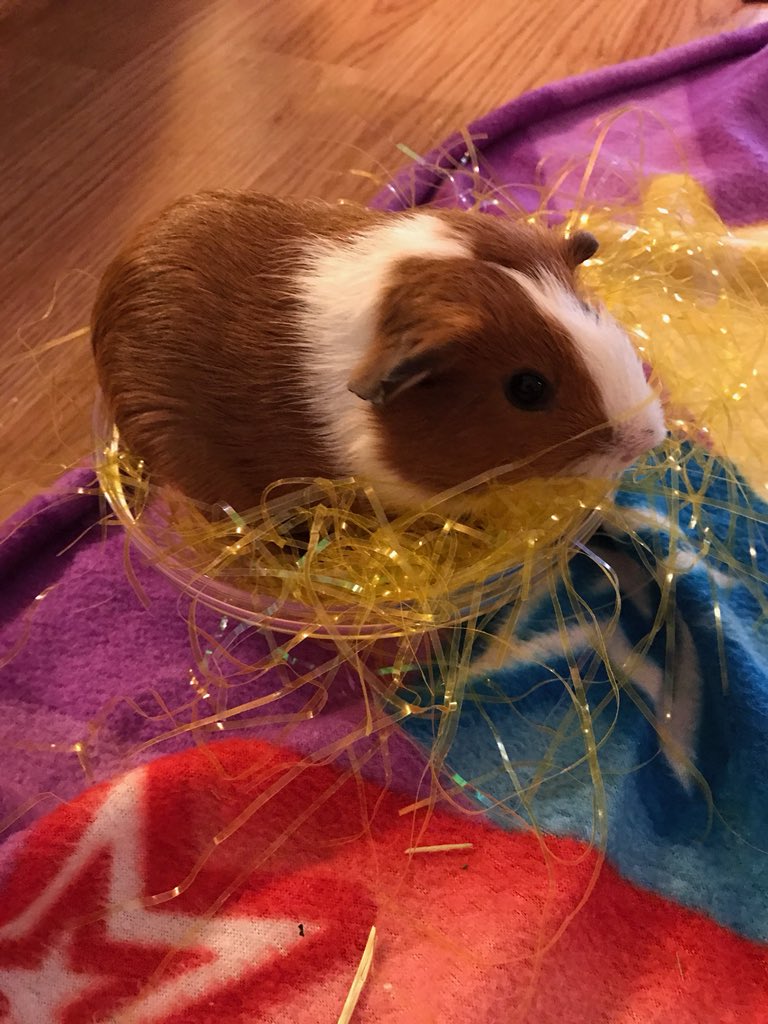 SColaar's tweet photo. Looks like Nala is ready for Easter 🥚🐇. Thank you for these Ken!💜 https://t.co/lMsZIEIPEx