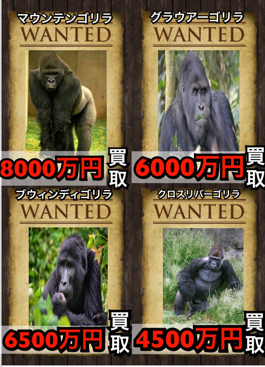 高価買取表】 マウンテンゴリラ8000万円買取 グラウアーゴリラ6000万円