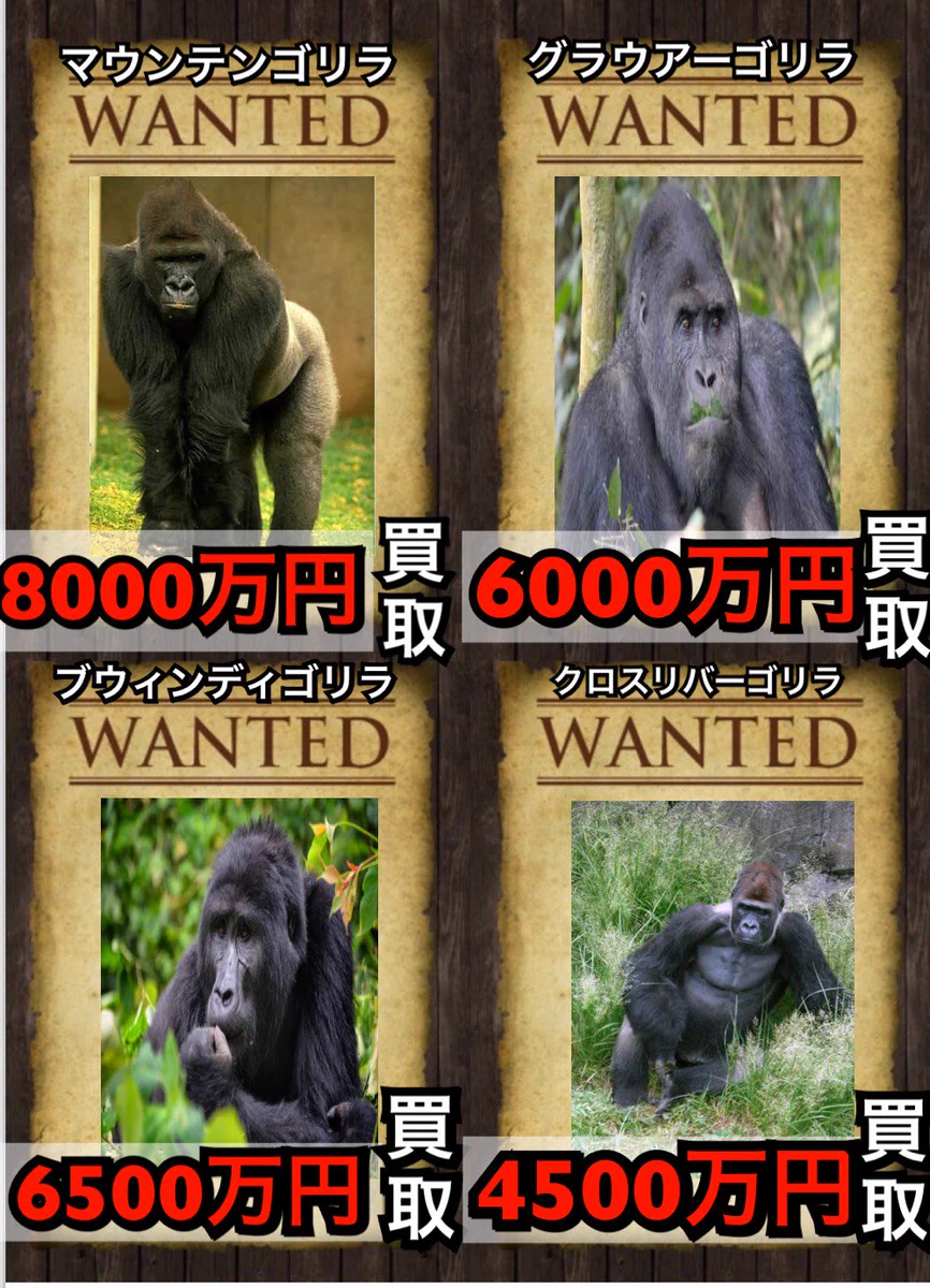 カードショップ 買取ゴリラ！@ポケカ取扱い開始 on X: 