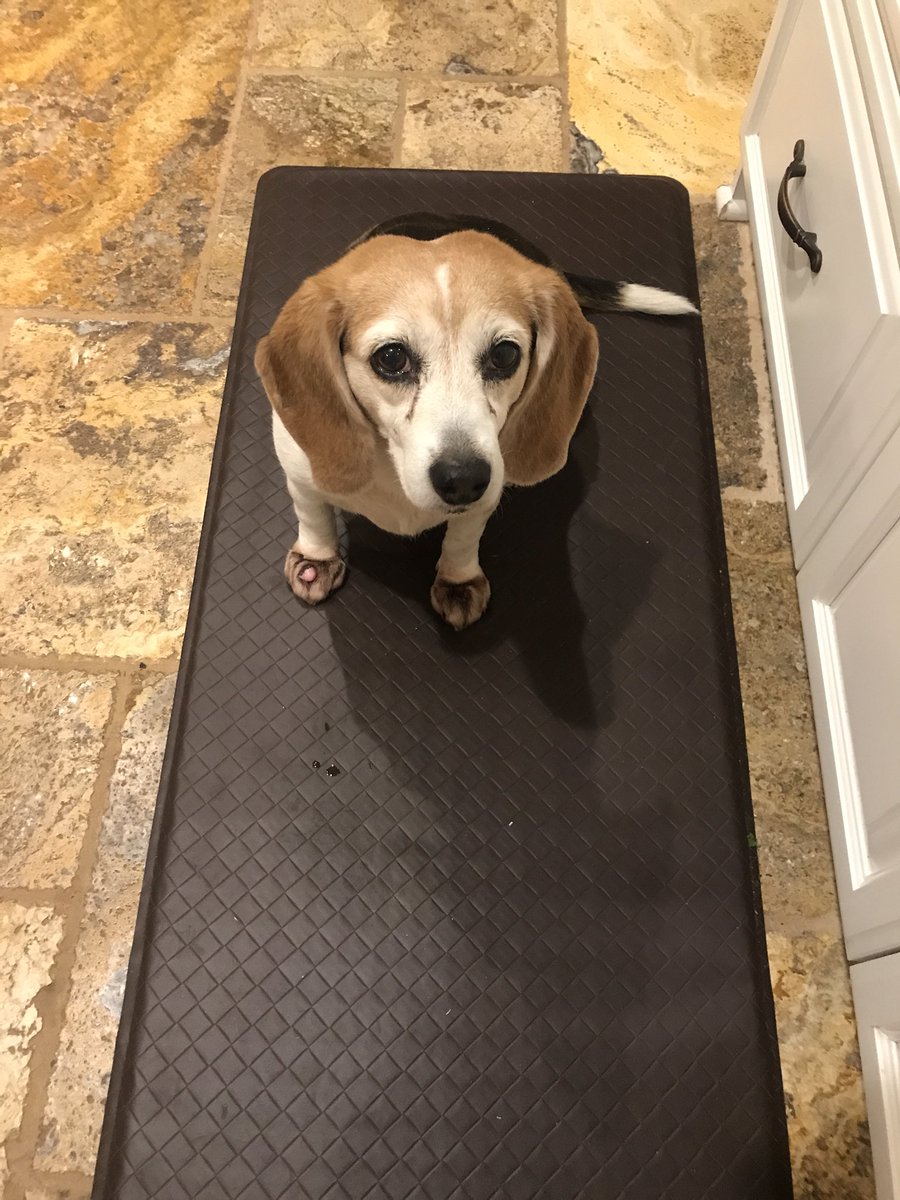 Beagle_Millie's tweet photo. The #Beagle it her natural form: hopeful and waiting for food to drop. Or maybe her human will just treat her. Which happens more than it should. https://t.co/X7k4YWTn9o