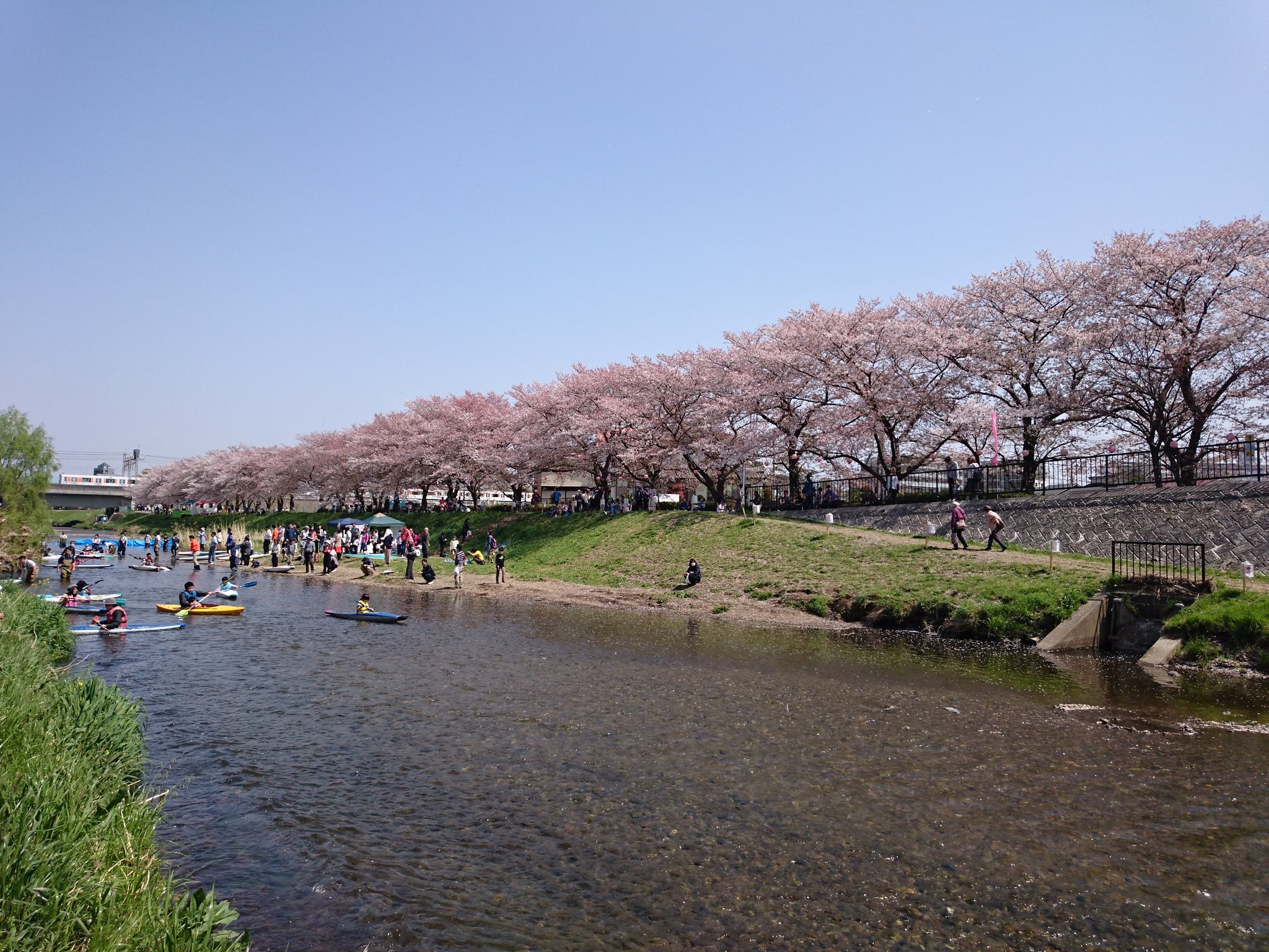 تويتر だいすっき Lisaッ子 على تويتر 本日も埼玉県朝霞市で開催されている 黒目川 花まつり に来てます 昼飯は自家製ホットドッグ 旨い 黒目川花まつり 黒目川 花まつり 朝霞市 朝霞台 北朝霞 東武東上線 武蔵野線 花見酒 桜 花見 夜桜 ライト