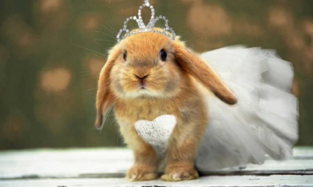 InsideOutDance's tweet image. Happy Easter 💙🐇