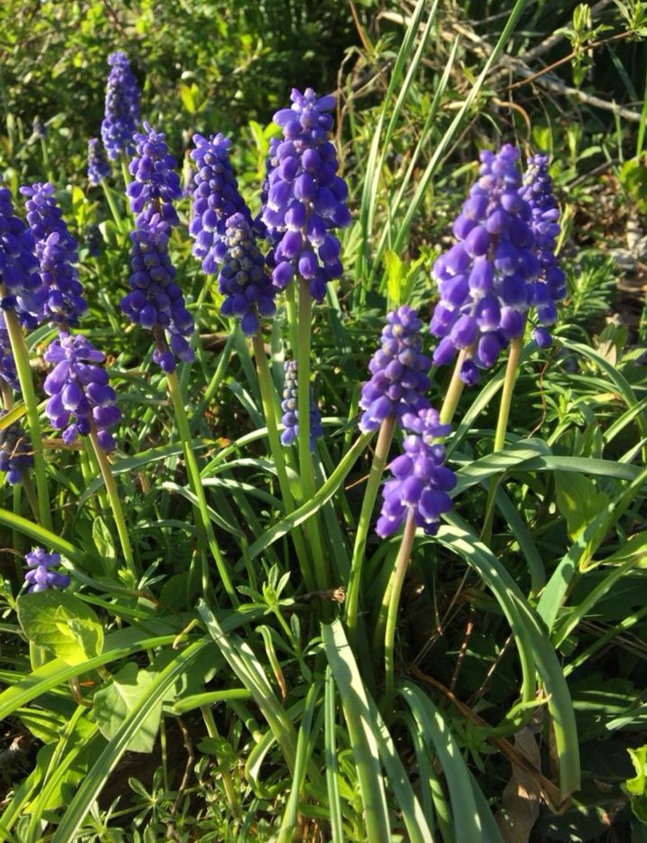HartCoTourism's tweet photo. Hope you have the most glorious of Easter weekends with those you love. Things are pretty breathtaking around here this spring! Thanks to @sladd55 for the proof!
#kygetaway #kyadventures #travelky #betterinthebluegrass https://t.co/wAv0ag9z3E