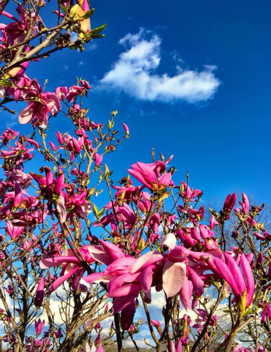 HartCoTourism's tweet photo. Hope you have the most glorious of Easter weekends with those you love. Things are pretty breathtaking around here this spring! Thanks to @sladd55 for the proof!
#kygetaway #kyadventures #travelky #betterinthebluegrass https://t.co/wAv0ag9z3E