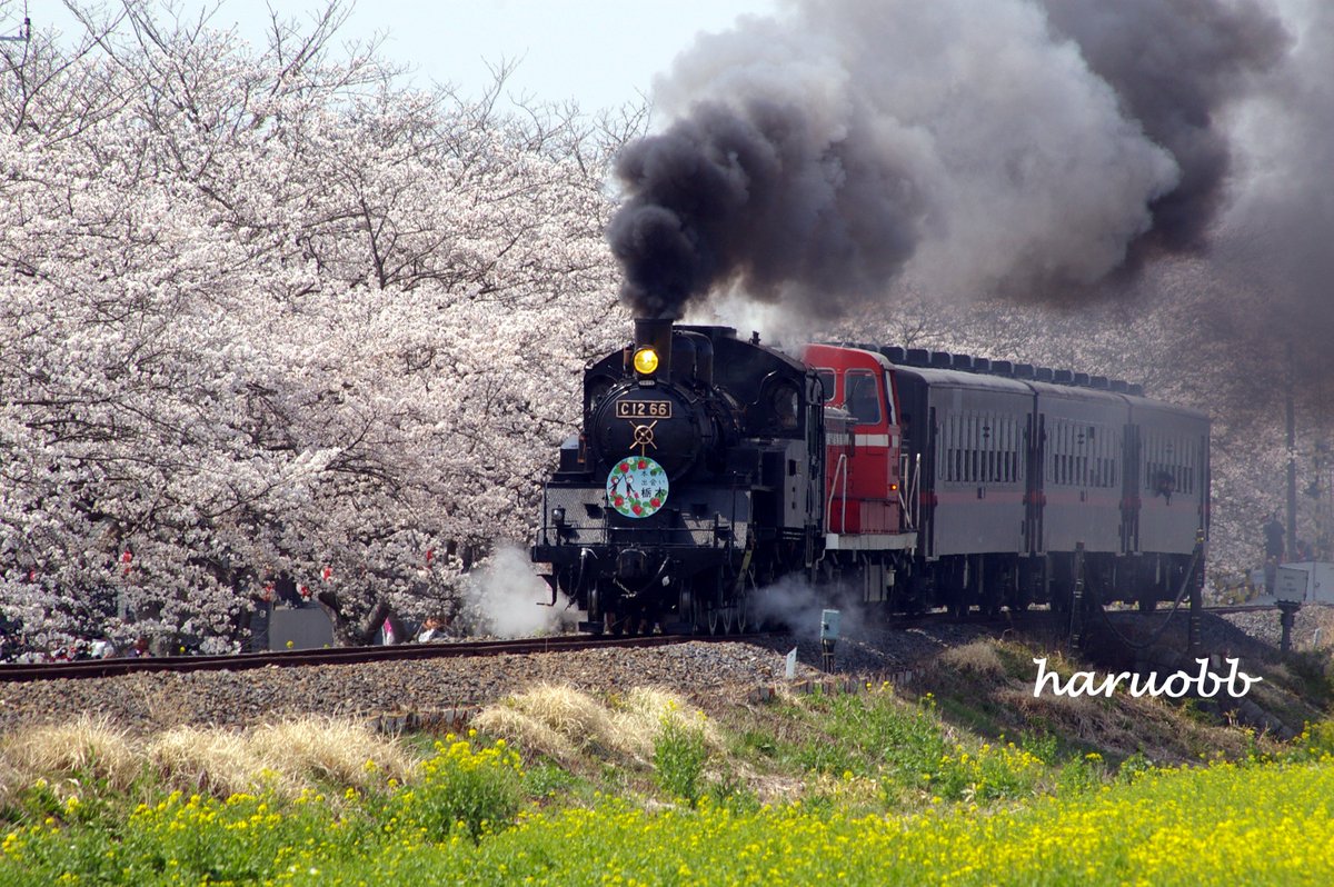 Haruobb Photos Pa Twitter 定番の 桜と菜の花と真岡鐵道sl 撮ってきました 撮影日 18年4月1日 写真 Photo 写真好きな人と繋がりたい 写真で伝えたい私の世界 写真撮ってる人と繋がりたい ファインダー越しの私の世界 真岡鐵道 真岡鉄道 Sl C12