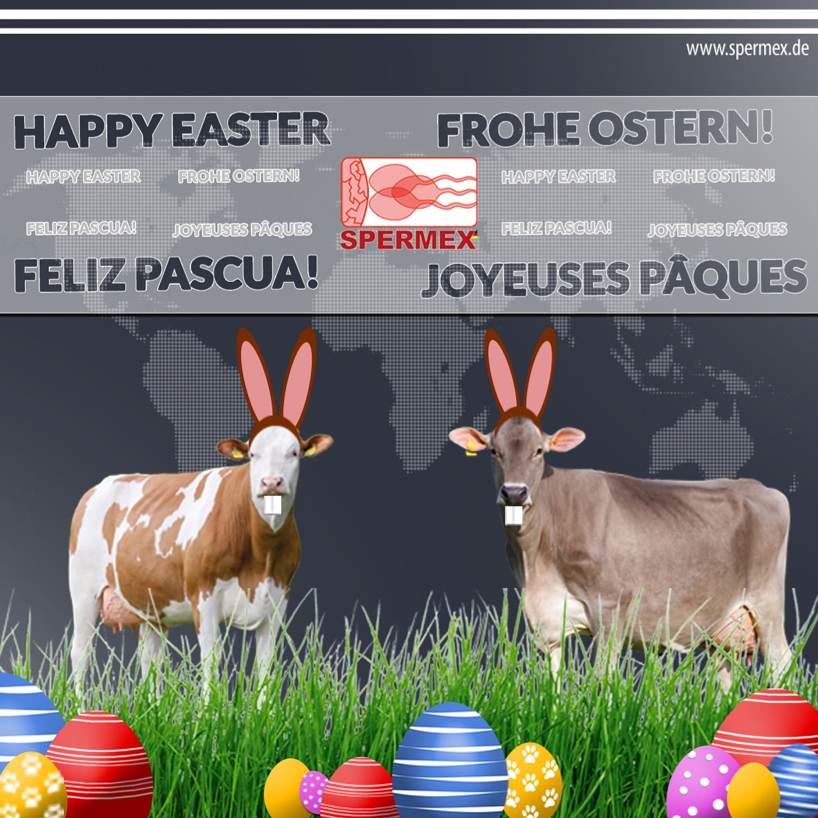 #braunvieh #fleckvieh #happyeaster  #ostern #brownswiss #spermex <a href="/GGIHOLLAND/">@GGIHOLLAND</a> <a href="/SPERMEX/">Spermex</a>