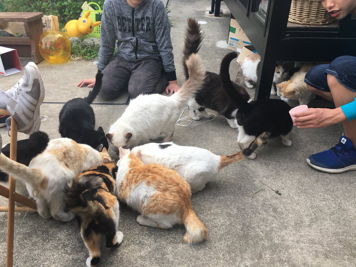 目黒 V Twitter 重度の猫アレルギーでくたびれた私です 猫を飼いたい方 お金かけずに猫カフェ行きたい方 ぜひ まだ生まれるそうです