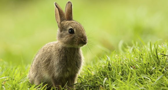 MySwitzerland_e's tweet photo. Frohi Oschtere! Frohe Ostern! Joyeuses Paques! Buona Pasqua! Happy Easter… https://t.co/4xb4f0vXYb