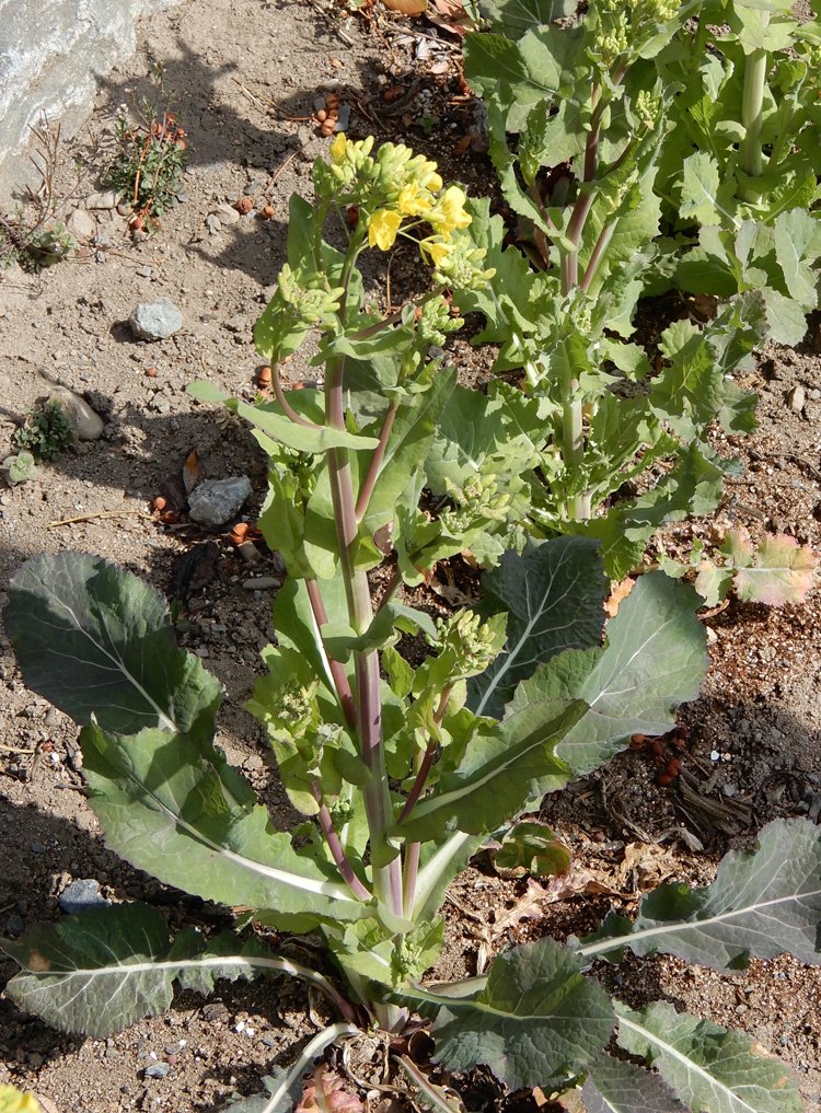 伊那谷から 開田カブに最初の花 昨年初冬に植えたスンキ菜の一種 開田カブ の花が咲き始めた 野菜の観察 T Co Vkntp3tsnb 畑 野菜 スンキ 花 健康