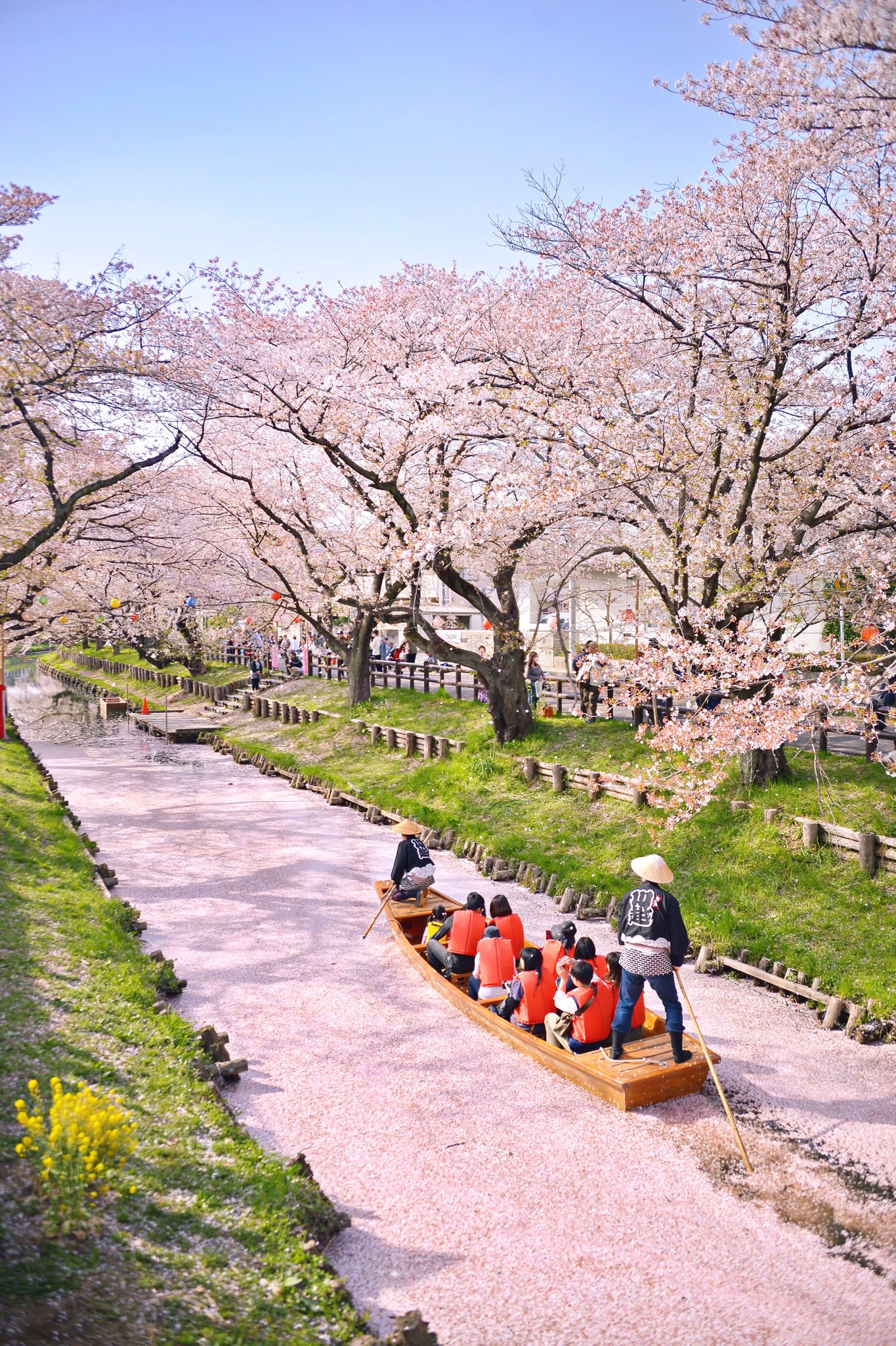 Mew 川越 氷川神社裏手を流れる 新河岸川の桜 一面花筏の桜をどこかで見たくて きょうは小舟も出ていて 雰囲気抜群だった 川越の駅からは少し歩くけど 一見の価値あり ๑ ᴗ Photography 桜 さくら 埼玉 川越 氷川神社 新河岸川 T