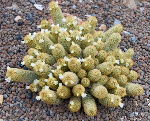 Mammillaria Elongata Ficha Té conocesobre.com/todosobrejardi… #braincactus #buycactus #cactusbrain #cactusbuy #copperking