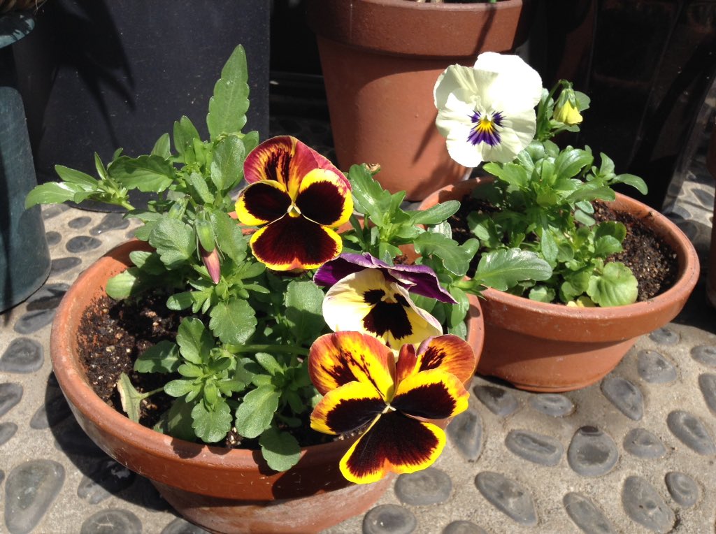 今日のパンジー