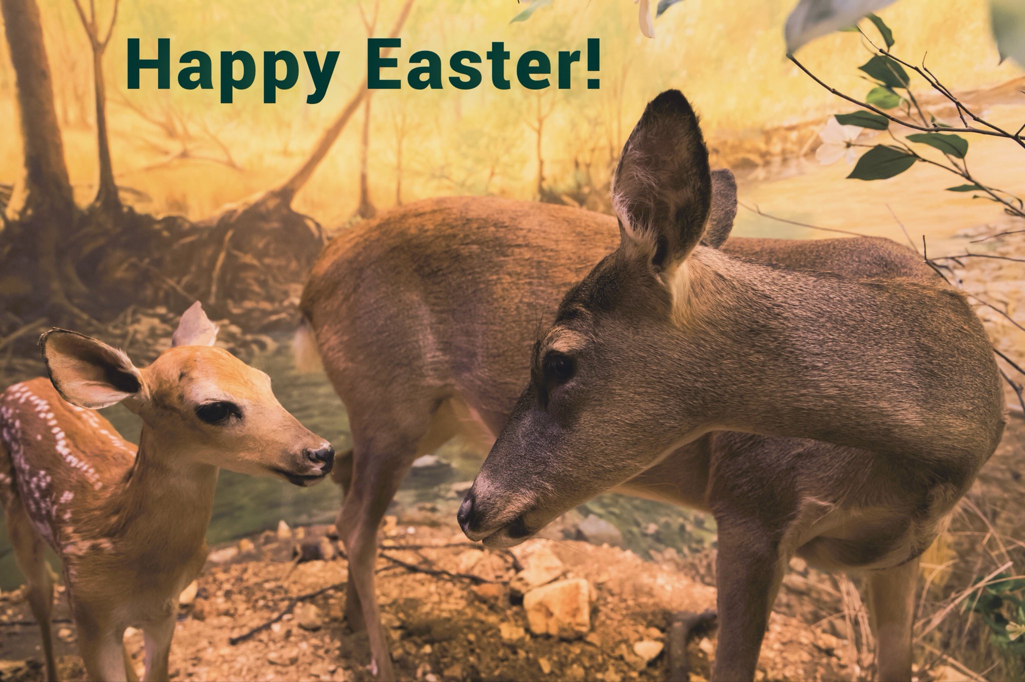 Wonders of Wildlife on Twitter: "Happy Easter from all of us at Wonders of  Wildlife! We'll be open from 10 am - 8 pm on Easter Sunday.… "