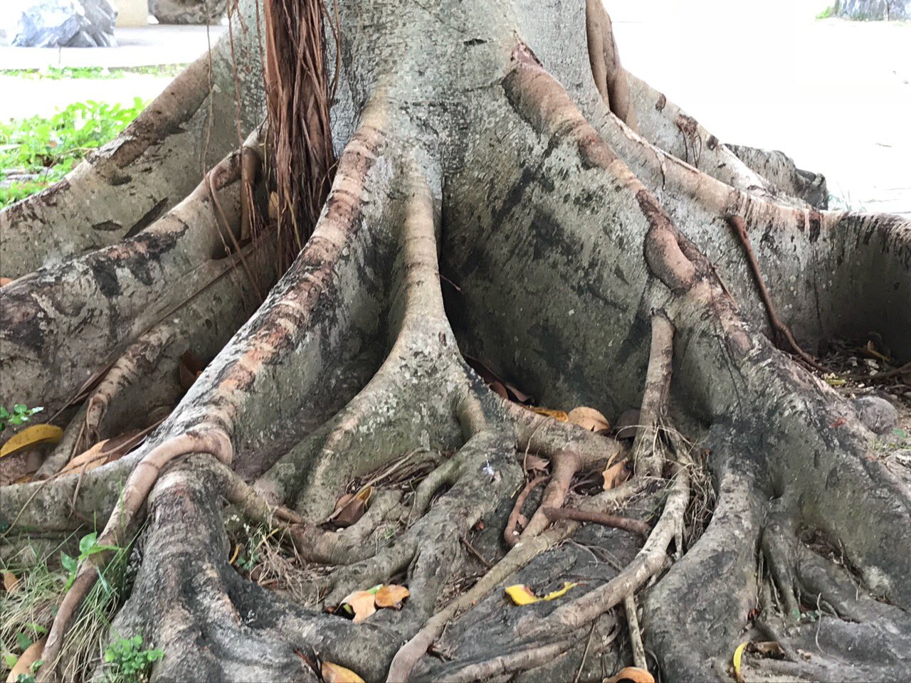 敬子 買い物帰りに公園でひと休み 公園に植わってる木の根元 いろいろ 木の根っこ 公園 T Co Ec8i0qmc9e Twitter